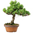Pinus parviflora, 24,5 cm, ± 20 años de edad, con un nebari de 5,5 cm