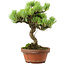 Pinus parviflora, 24,5 cm, ± 20 años de edad, con un nebari de 5,5 cm