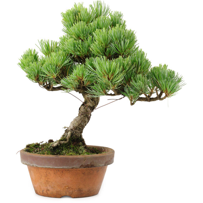 Pinus parviflora, 24,5 cm, ± 20 años de edad, con un nebari de 5,5 cm
