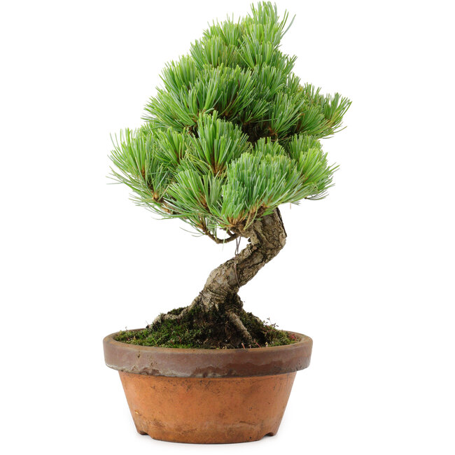 Pinus parviflora, 24,5 cm, ± 20 años de edad, con un nebari de 5,5 cm