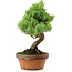 Pinus parviflora, 24,5 cm, ± 20 años de edad, con un nebari de 5,5 cm
