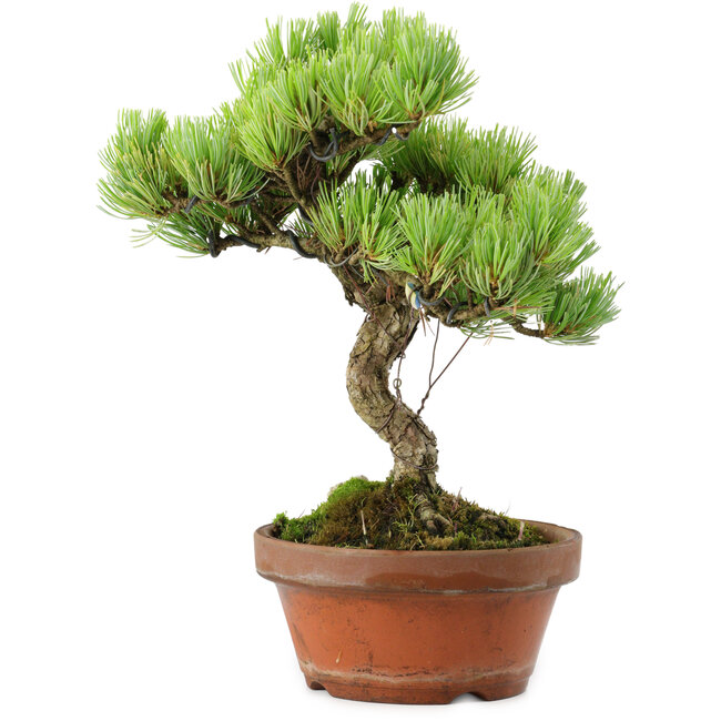 Pinus parviflora, 24,5 cm, ± 20 años de edad, con un nebari de 5,5 cm