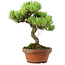 Pinus parviflora, 24,5 cm, ± 20 años de edad, con un nebari de 5,5 cm