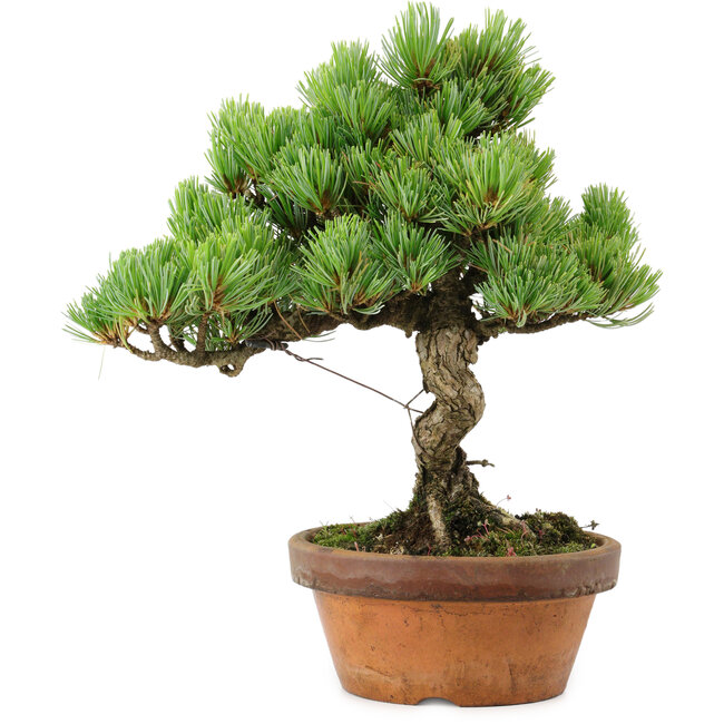 Pinus parviflora, 24,5 cm, ± 20 años de edad, con un nebari de 5,5 cm