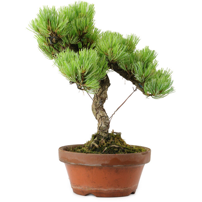 Pinus parviflora, 24,5 cm, ± 20 años de edad, con un nebari de 5,5 cm
