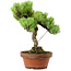 Pinus parviflora, 24,5 cm, ± 20 años de edad, con un nebari de 5,5 cm
