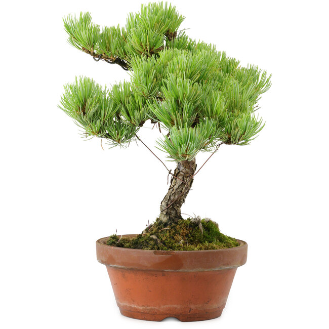 Pinus parviflora, 24,5 cm, ± 20 años de edad, con un nebari de 5,5 cm