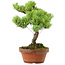 Pinus parviflora, 24,5 cm, ± 20 años de edad, con un nebari de 5,5 cm