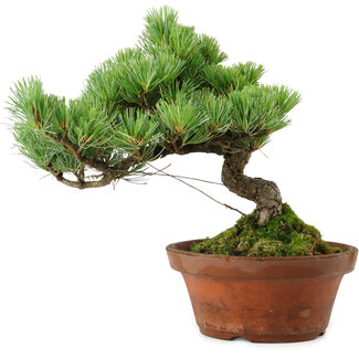 Pinus parviflora, 24,5 cm, ± 20 años de edad