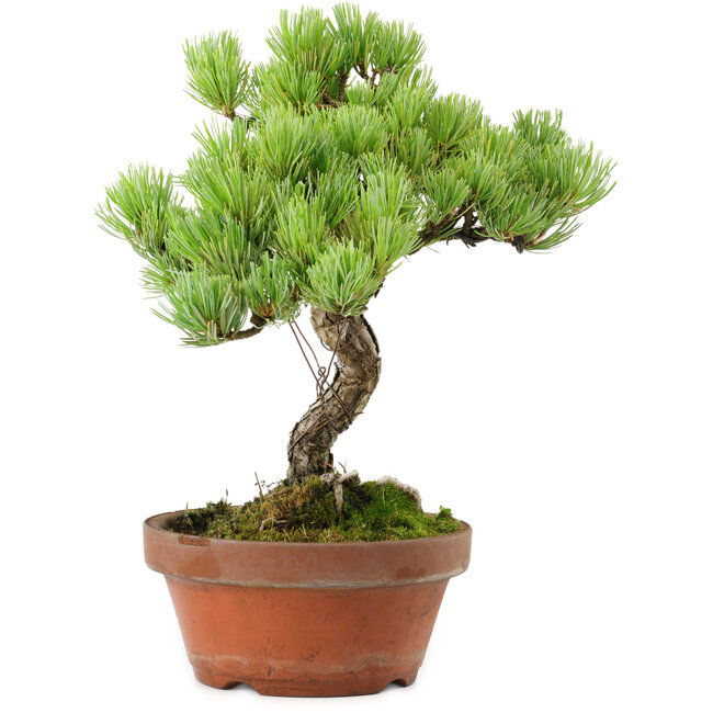 Pinus parviflora, 24,5 cm, ± 20 años de edad, con un nebari de 5,5 cm