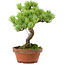 Pinus parviflora, 24,5 cm, ± 20 años de edad, con un nebari de 5,5 cm