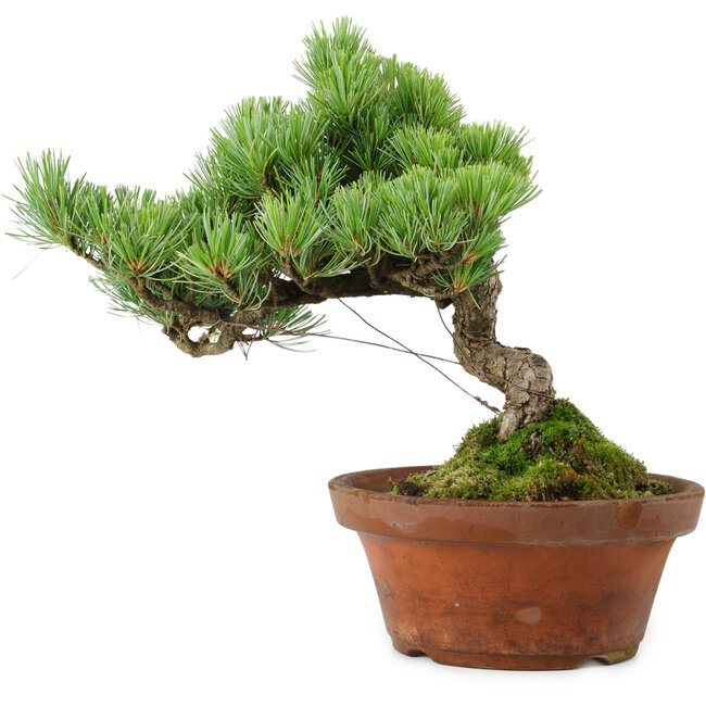 Pinus parviflora, 24,5 cm, ± 20 años de edad, con un nebari de 5,5 cm