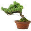 Pinus parviflora, 24,5 cm, ± 20 años de edad, con un nebari de 5,5 cm