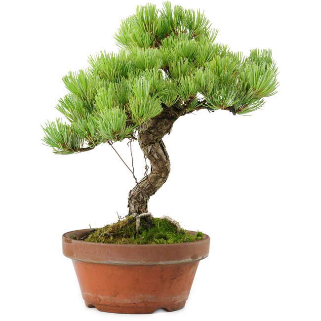 Pinus parviflora, 24,5 cm, ± 20 años de edad, con un nebari de 5,5 cm