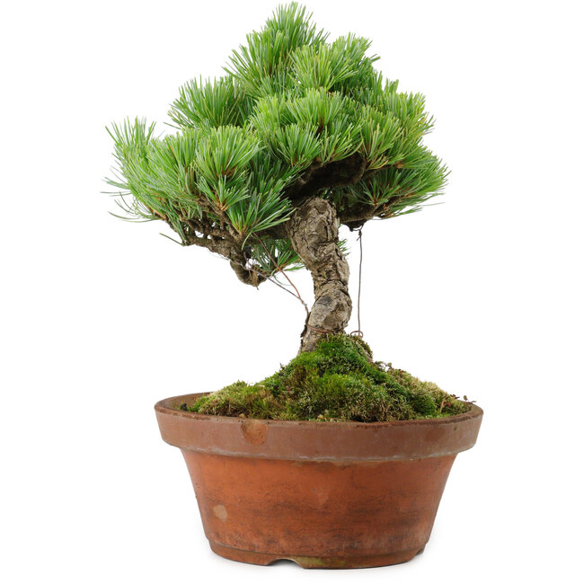 Pinus parviflora, 24,5 cm, ± 20 años de edad, con un nebari de 5,5 cm