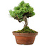 Pinus parviflora, 24,5 cm, ± 20 años de edad, con un nebari de 5,5 cm