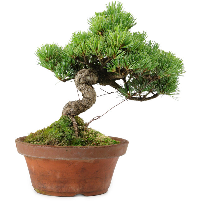Pinus parviflora, 24,5 cm, ± 20 años de edad, con un nebari de 5,5 cm
