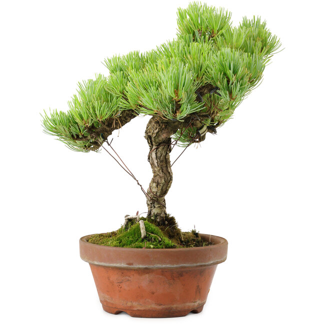Pinus parviflora, 24,5 cm, ± 20 años de edad, con un nebari de 5,5 cm
