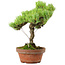 Pinus parviflora, 24,5 cm, ± 20 años de edad, con un nebari de 5,5 cm