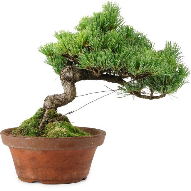 Pinus parviflora, 24,5 cm, ± 20 años de edad, con un nebari de 5,5 cm