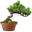 Pinus parviflora, 24,5 cm, ± 20 años de edad, con un nebari de 5,5 cm