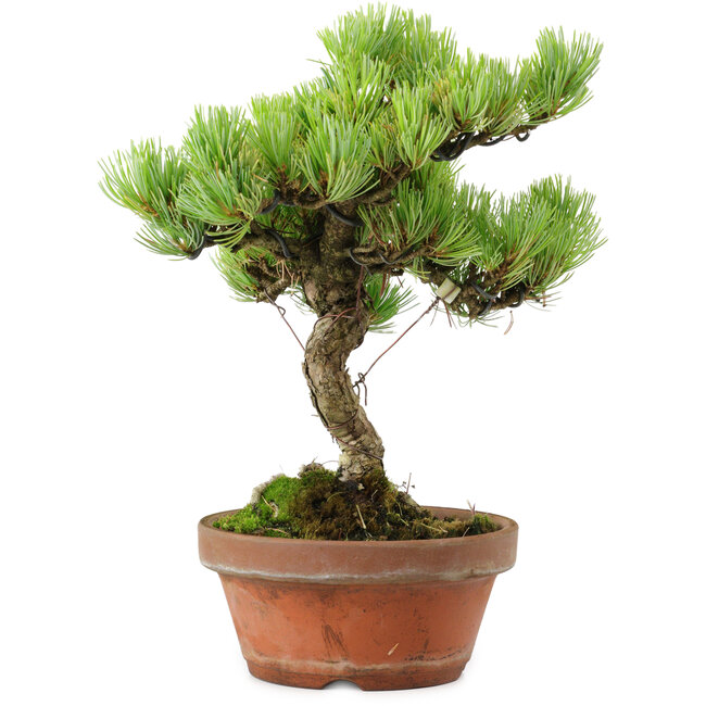 Pinus parviflora, 24,5 cm, ± 20 años de edad, con un nebari de 5,5 cm