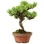 Pinus parviflora, 24,5 cm, ± 20 años de edad, con un nebari de 5,5 cm