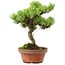 Pinus parviflora, 24,5 cm, ± 20 years old, with a nebari of 5,5 cm