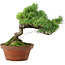 Pinus parviflora, 24,5 cm, ± 20 años de edad, con un nebari de 5,5 cm