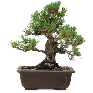 Pinus thunbergii Kotobuki, 27 cm, ± 30 años