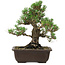 Pinus thunbergii Kotobuki, 27 cm, ± 30 años, con un nebari de 9 cm.
