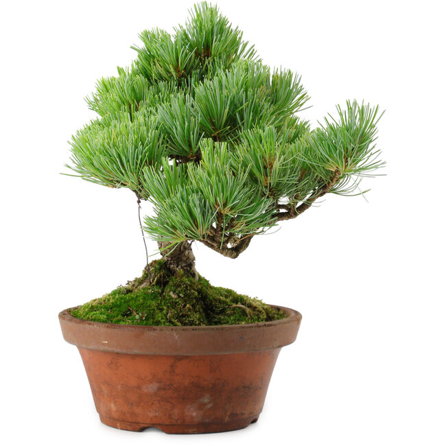 Pinus parviflora, 24,5 cm, ± 20 años de edad, con un nebari de 5,5 cm