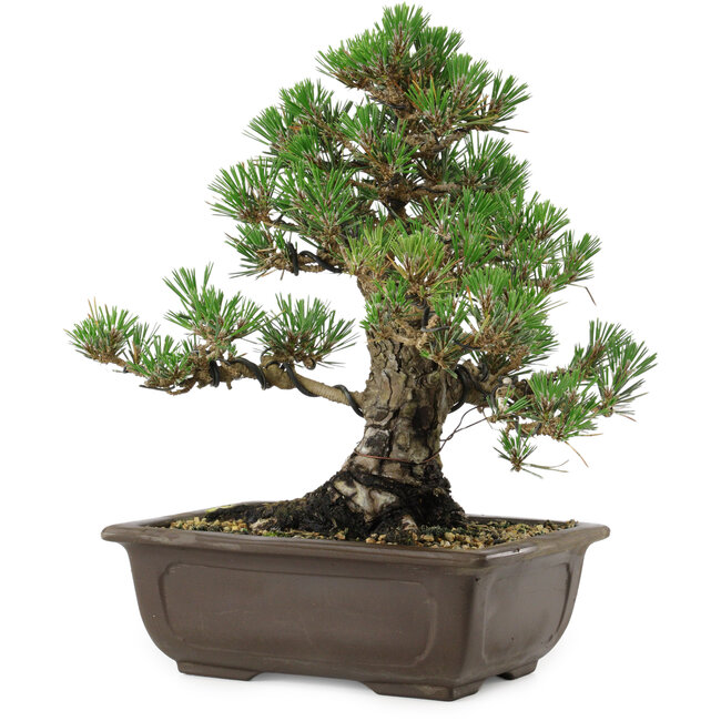 Pinus thunbergii Kotobuki, 27 cm, ± 30 años, con un nebari de 9 cm.