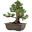 Pinus thunbergii Kotobuki, 27 cm, ± 30 años, con un nebari de 9 cm.
