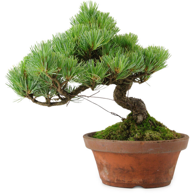 Pinus parviflora, 24,5 cm, ± 20 años de edad, con un nebari de 5,5 cm