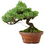 Pinus parviflora, 24,5 cm, ± 20 años de edad, con un nebari de 5,5 cm