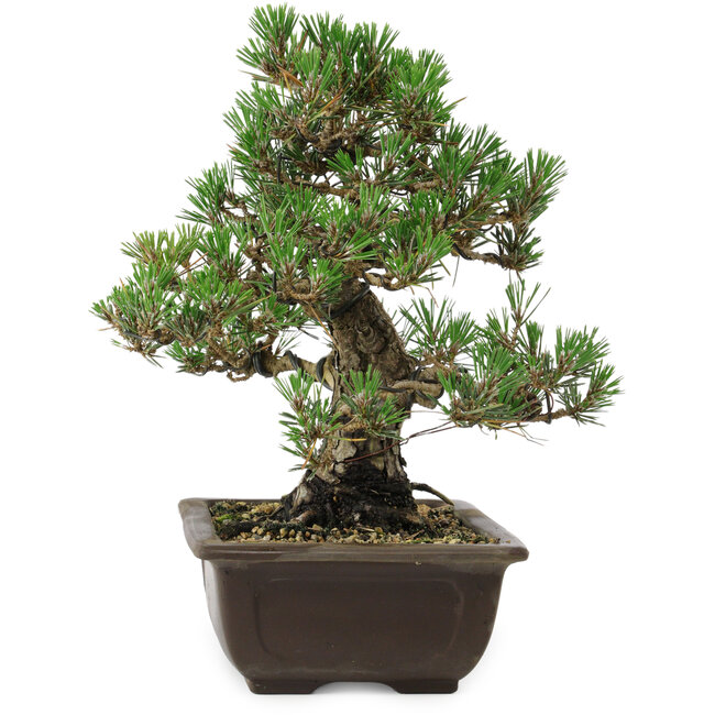 Pinus thunbergii Kotobuki, 27 cm, ± 30 años, con un nebari de 9 cm.