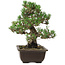 Pinus thunbergii Kotobuki, 27 cm, ± 30 años, con un nebari de 9 cm.