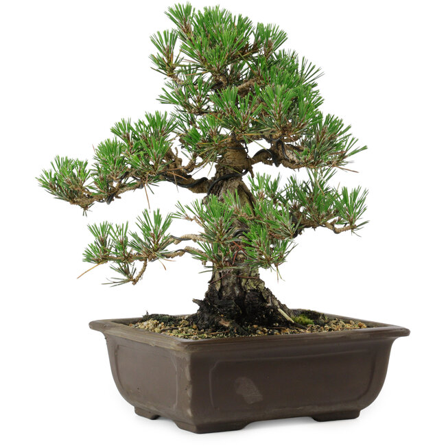 Pinus thunbergii Kotobuki, 27 cm, ± 30 años, con un nebari de 9 cm.