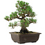 Pinus thunbergii Kotobuki, 27 cm, ± 30 años, con un nebari de 9 cm.