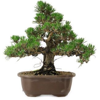Pinus thunbergii Kotobuki, 29,5 cm, ± 30 años