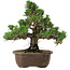Pinus thunbergii Kotobuki, 29,5 cm, ± 30 años, con un nebari de 6,5 cm.