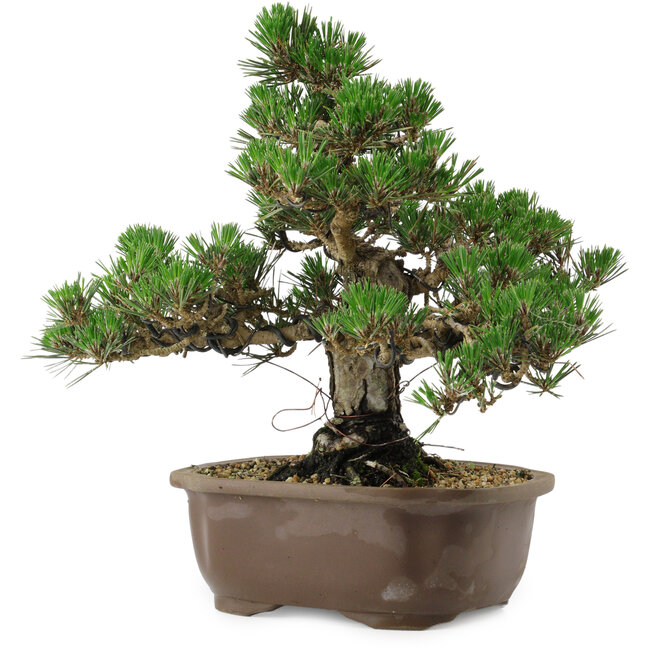 Pinus thunbergii Kotobuki, 29,5 cm, ± 30 años, con un nebari de 6,5 cm.