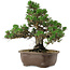 Pinus thunbergii Kotobuki, 29,5 cm, ± 30 años, con un nebari de 6,5 cm.