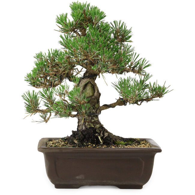 Pinus thunbergii Kotobuki, 27 cm, ± 30 años, con un nebari de 9 cm.