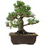 Pinus thunbergii Kotobuki, 27 cm, ± 30 años, con un nebari de 9 cm.
