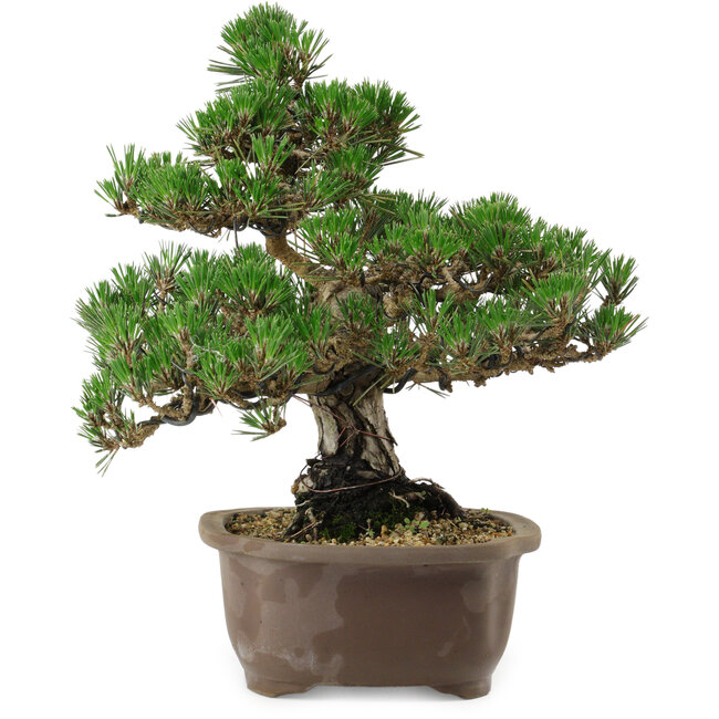 Pinus thunbergii Kotobuki, 29,5 cm, ± 30 años, con un nebari de 6,5 cm.
