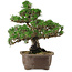 Pinus thunbergii Kotobuki, 29,5 cm, ± 30 años, con un nebari de 6,5 cm.
