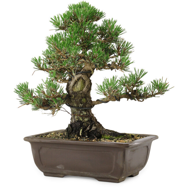 Pinus thunbergii Kotobuki, 27 cm, ± 30 años, con un nebari de 9 cm.