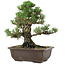 Pinus thunbergii Kotobuki, 27 cm, ± 30 años, con un nebari de 9 cm.